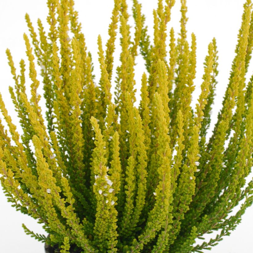 Bruyère d'été - Calluna Garden Girls Zelda (Foliage)
