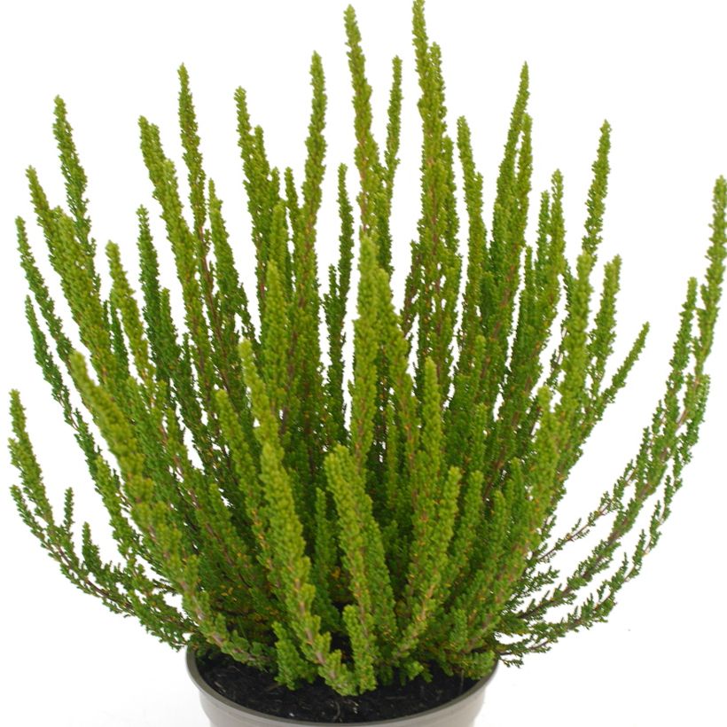 Bruyère d'été - Calluna Garden Girls Zelia (Foliage)
