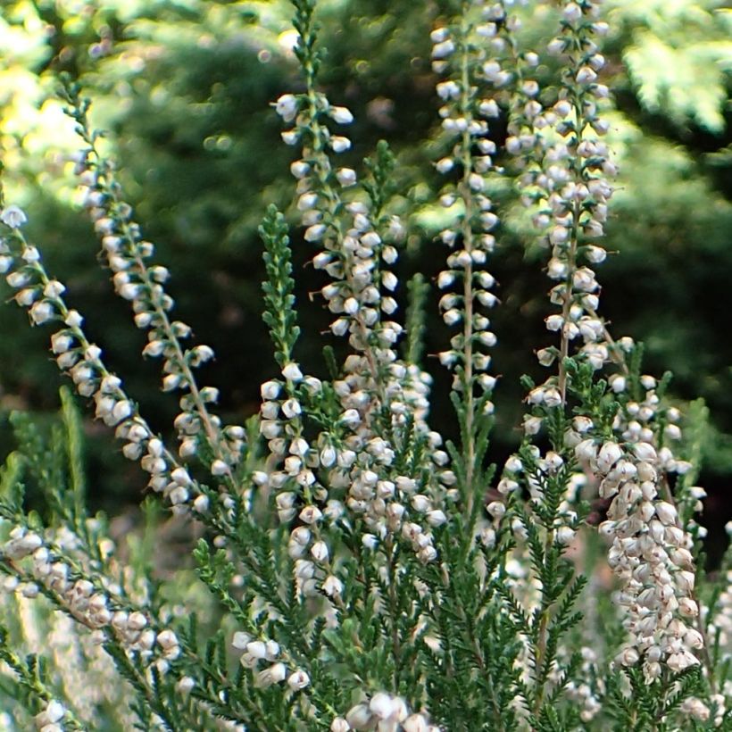 Bruyère d'été - Calluna vulgaris Alba (Flowering)