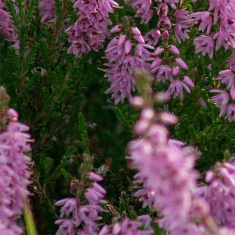 Bruyère d'été - Calluna vulgaris H.E Beale (Foliage)