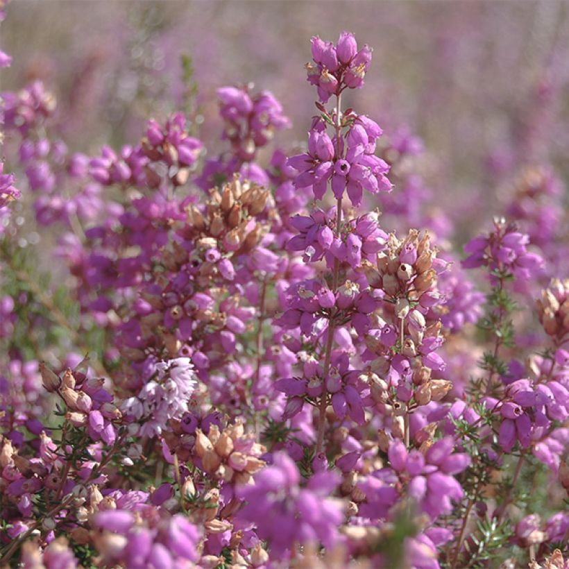 Bruyère d'été - Calluna vulgaris H.E Beale (Flowering)