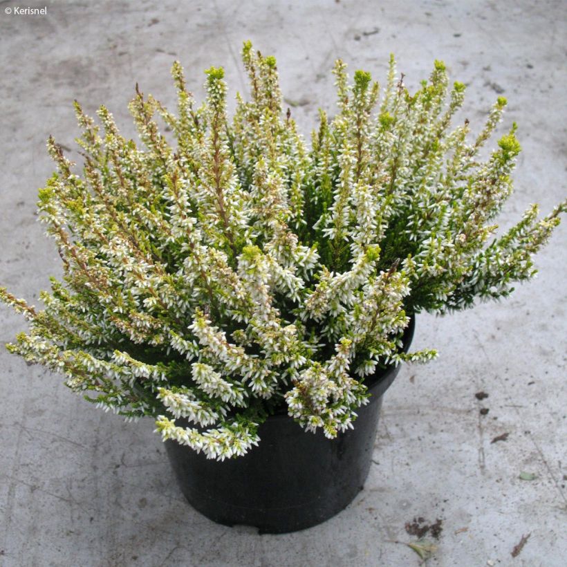 Bruyère d'été - Calluna vulgaris Sandy  (Plant habit)