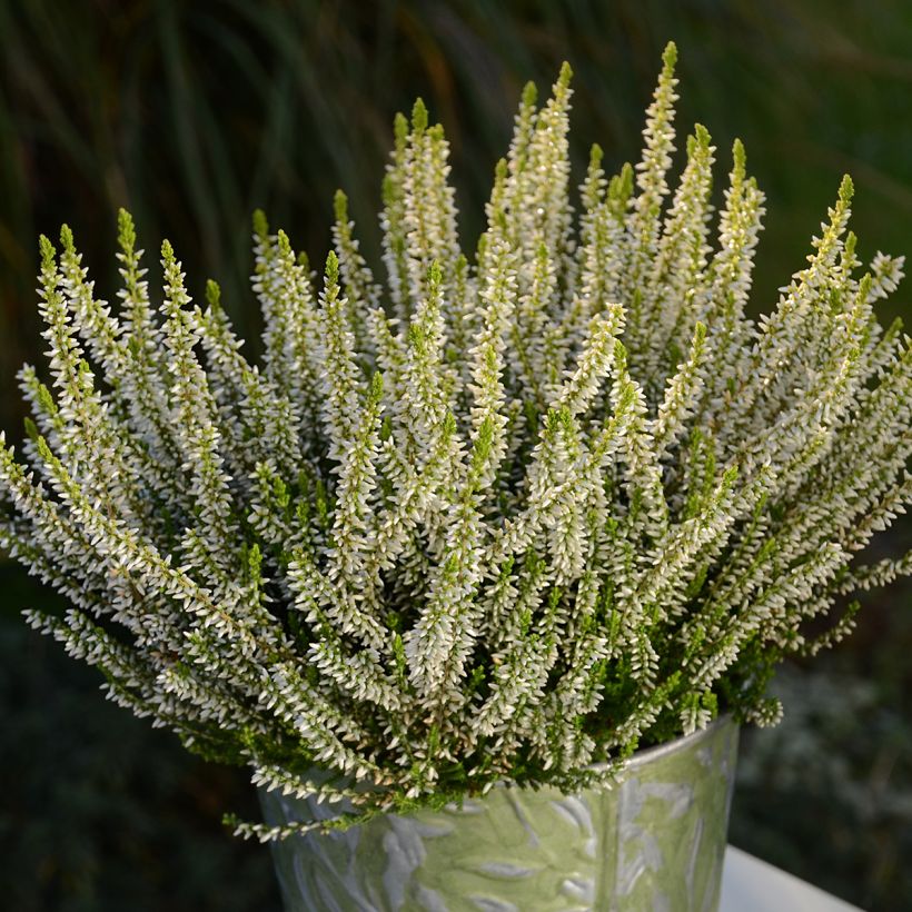 Bruyère d'été - Calluna Garden Girls Sarah (Plant habit)
