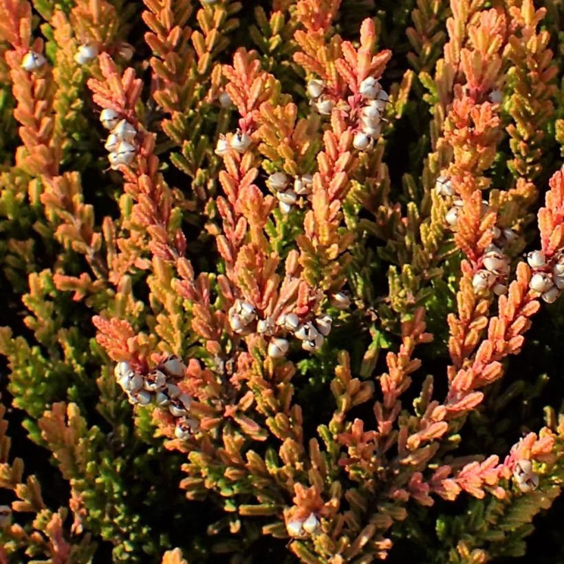 Bruyère d'été - Calluna vulgaris Winter Chocolate (Foliage)
