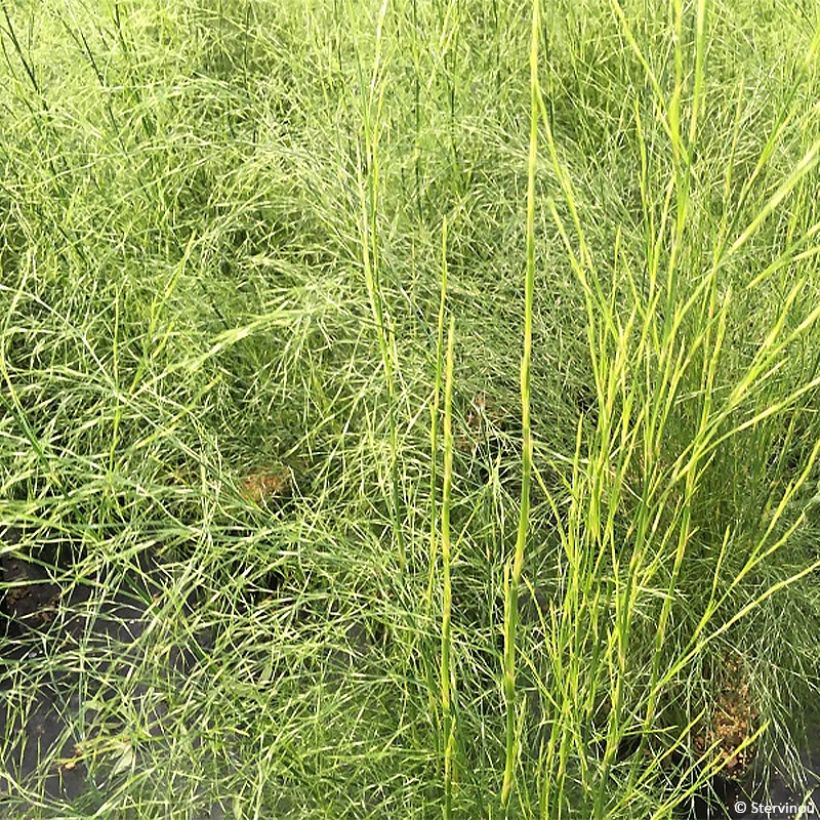 Calopsis paniculata - Restio (Foliage)