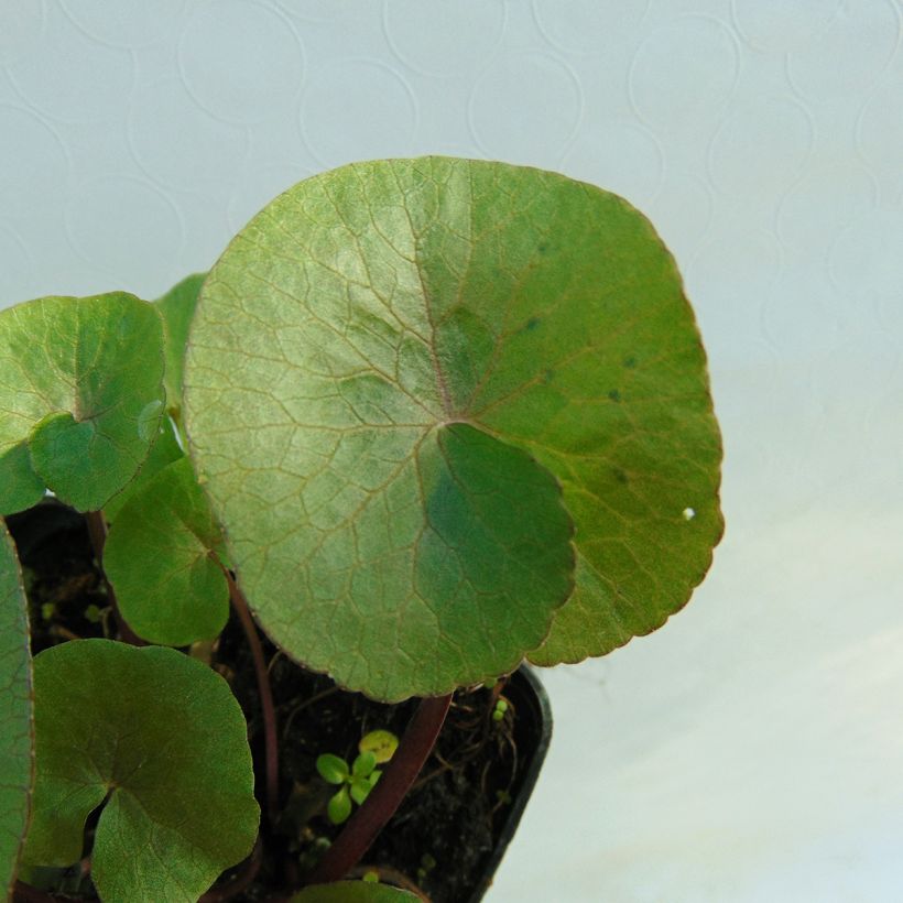 Caltha palustris Polypetala - Populage - Souci des marais (Foliage)