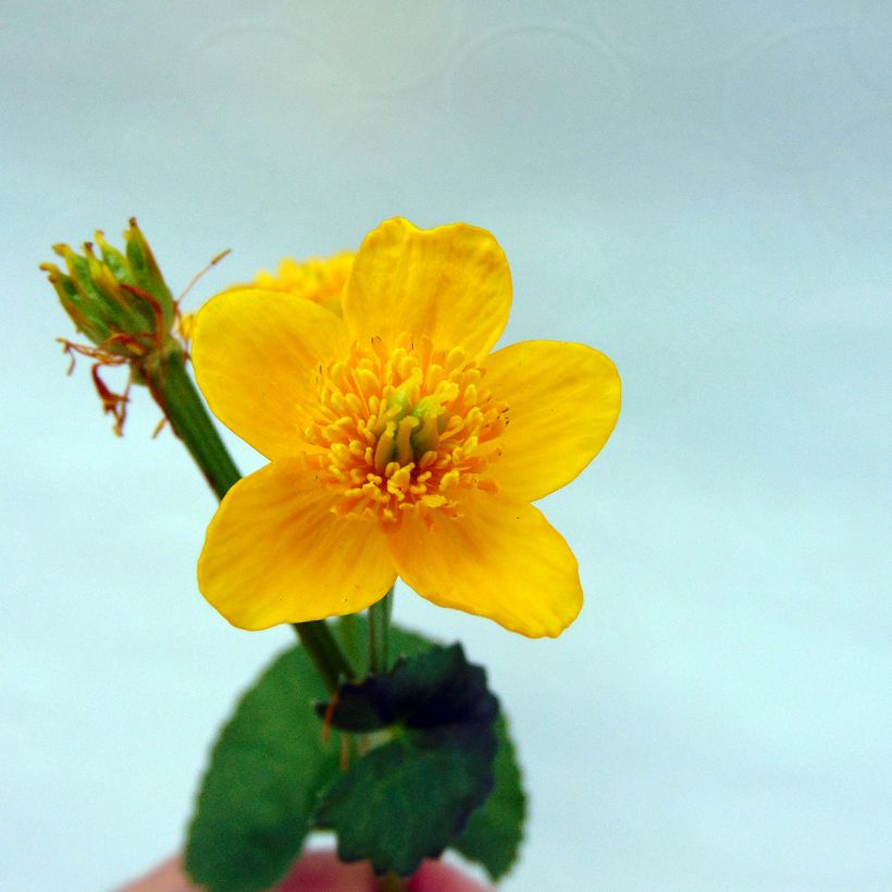 Caltha palustris Polypetala - Populage - Souci des marais (Flowering)