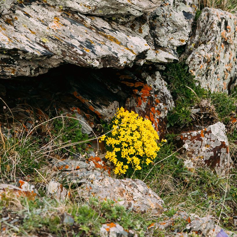 Caltha palustris Polypetala - Populage - Souci des marais (Plant habit)