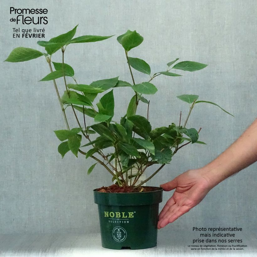 Example of Calycanthus Venus - Arbre aux anémones Pot de 3L/4L as you get in automne