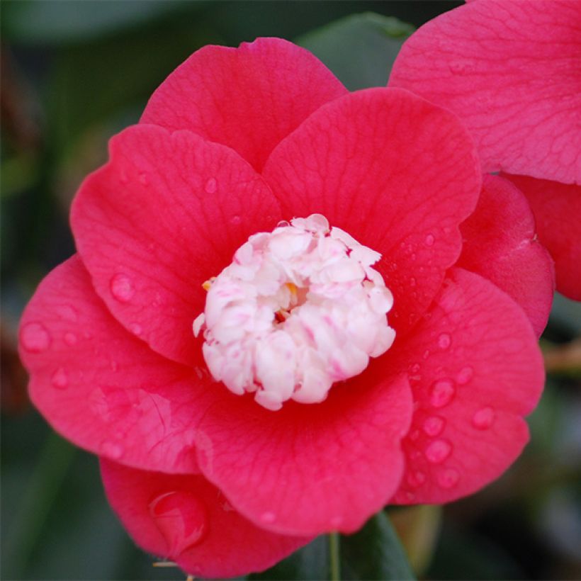 Camélia classique - Camélia Marshmallow (Flowering)