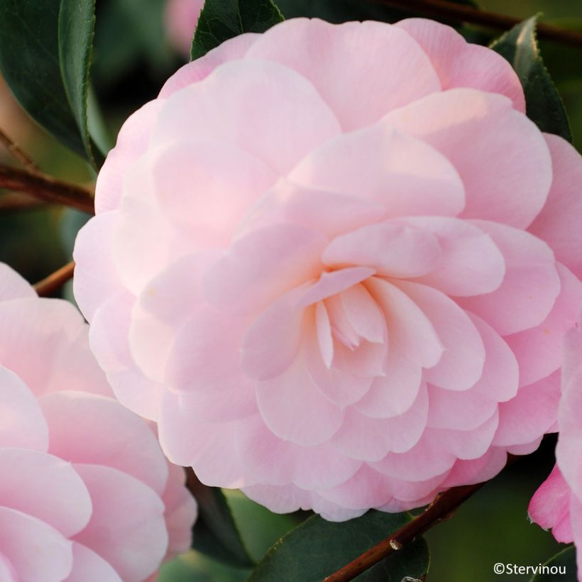 Camélia Mimosa Jury - Camellia x williamsii (Flowering)