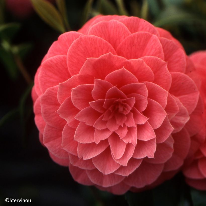 Camélia Spring Formal - Camellia japonica (Flowering)
