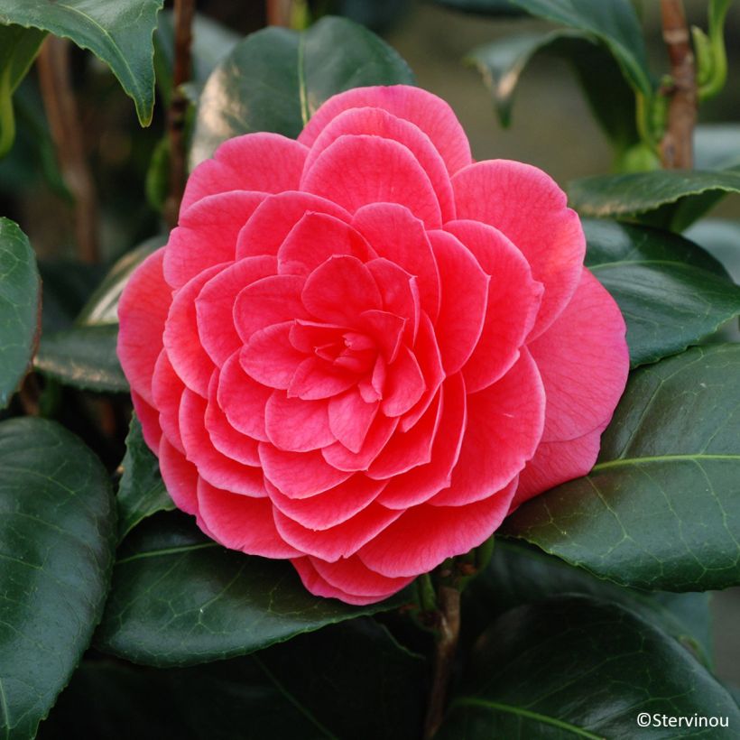 Camélia Tada Meibi - Camellia japonica (Flowering)