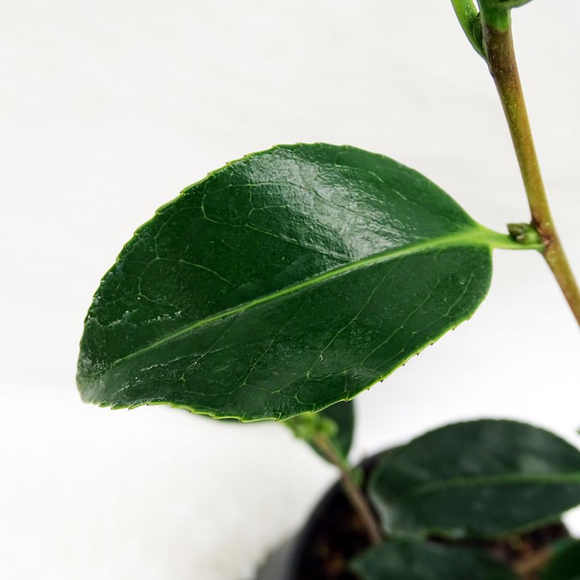 Camélia Bokuhan - Camellia japonica (Foliage)