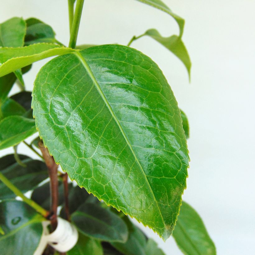 Camélia Hagoromo - Camellia japonica (Foliage)