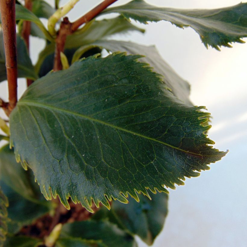 Camelia Holly Bright - Camellia japonica (Foliage)