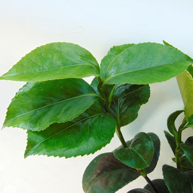 Camélia Lavinia Maggi - Camellia japonica (Foliage)