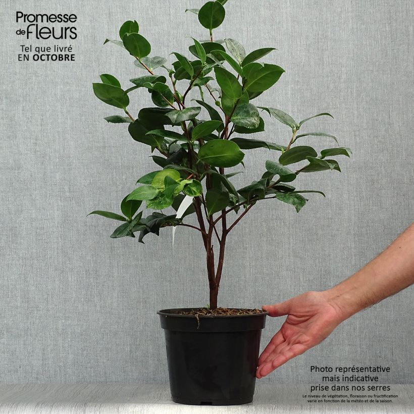 Example of Camélia Margaret Davis - Camellia japonica Pot de 3L/4L as you get in automne