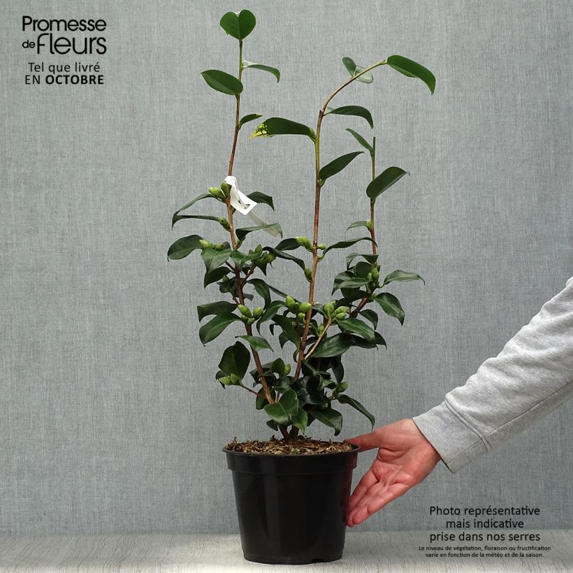 Example of Camélia Midnight Variegated - Camellia japonica Pot de 4L/5L as you get in automne