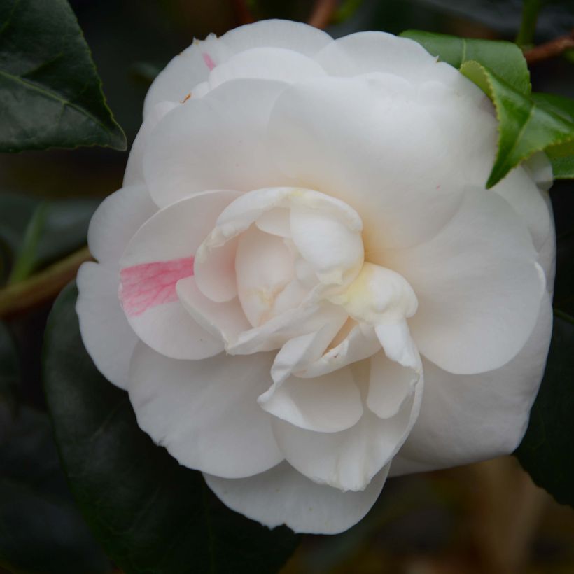 Camélia Montironi - Camellia japonica (Flowering)