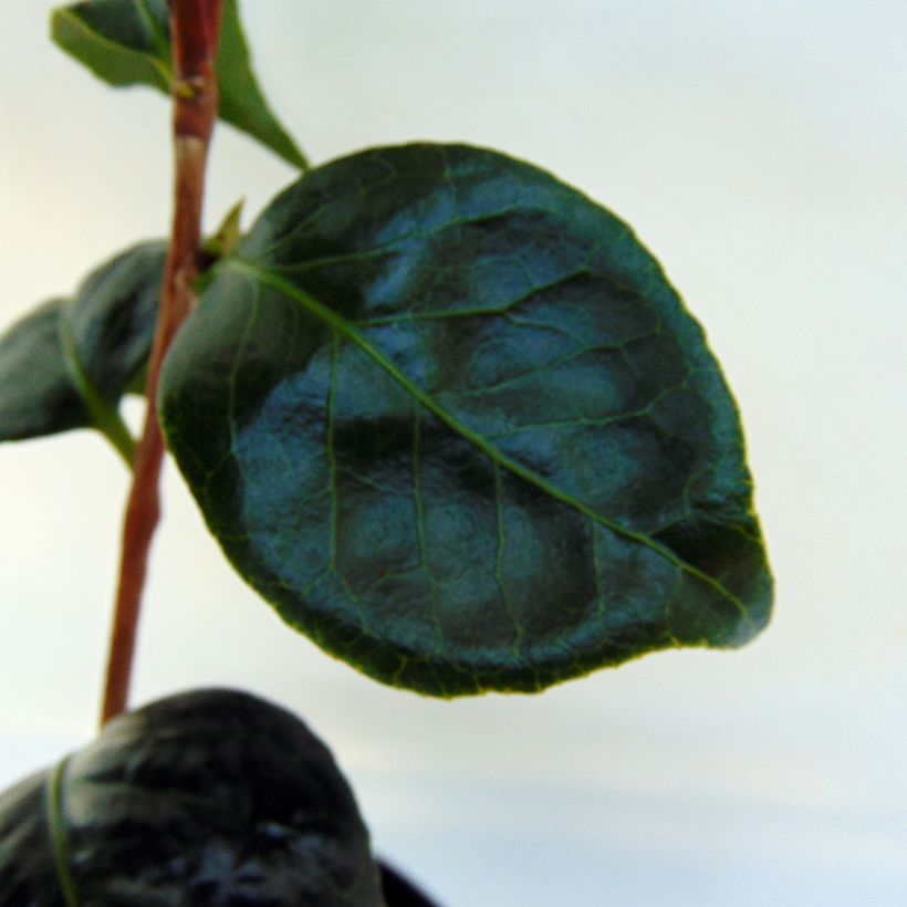 Camélia Montironi - Camellia japonica (Foliage)