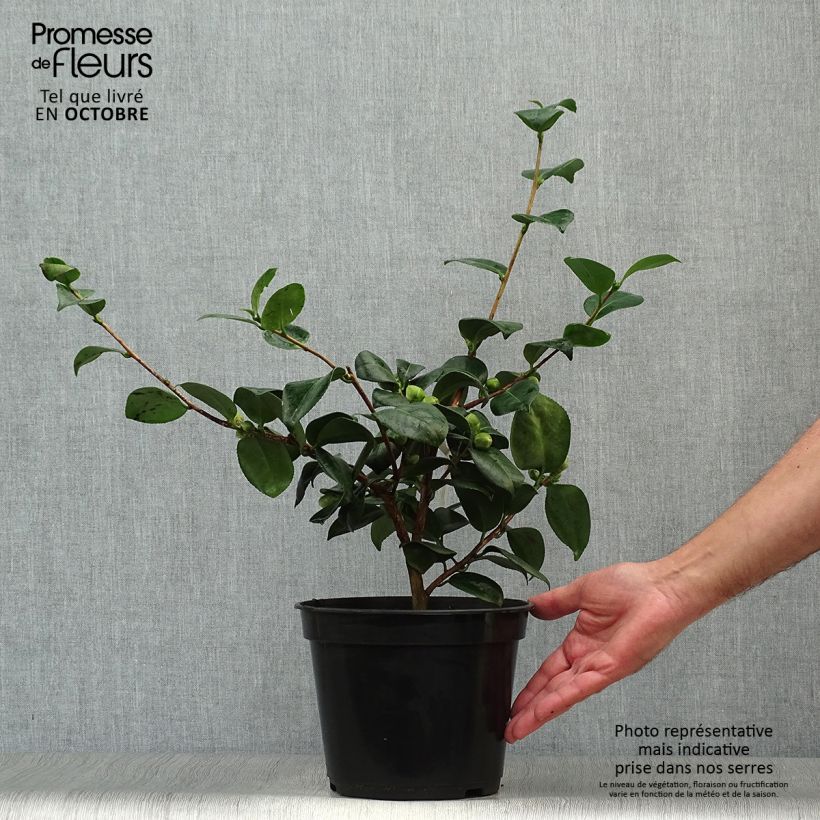 Example of Camélia Okan - Camellia japonica de Higo Pot de 4L/5L as you get in automne