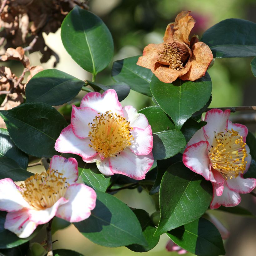 Camélia Okan - Camellia japonica de Higo (Flowering)