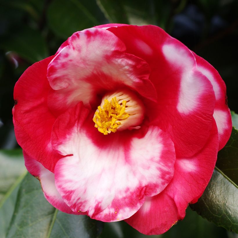 Camélia Robert Lasson - Camellia japonica (Flowering)