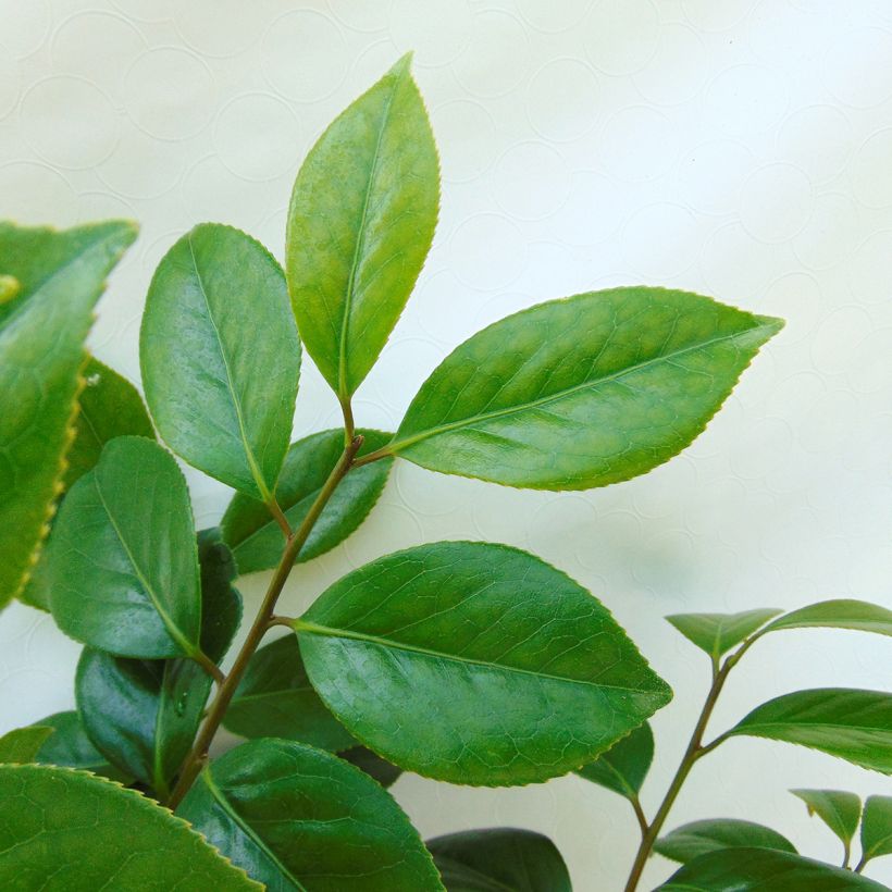 Camelia Sanpei Tsubaki - Camellia japonica (Foliage)