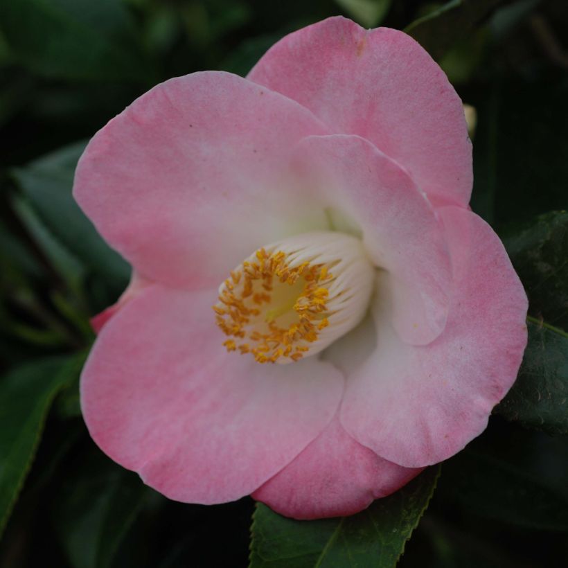 Camélia Sunny Side - Camellia japonica (Flowering)