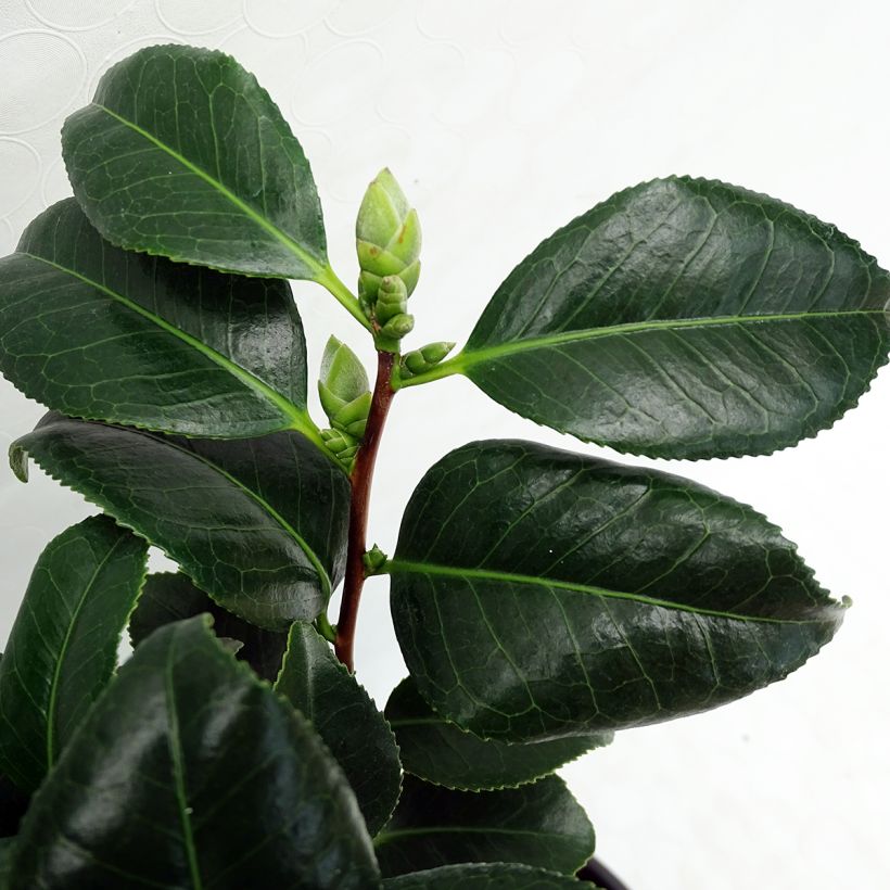 Camélia Sunny Side - Camellia japonica (Foliage)