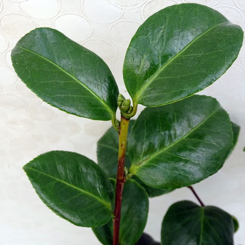 Camélia Valtevareda - Camellia japonica (Foliage)