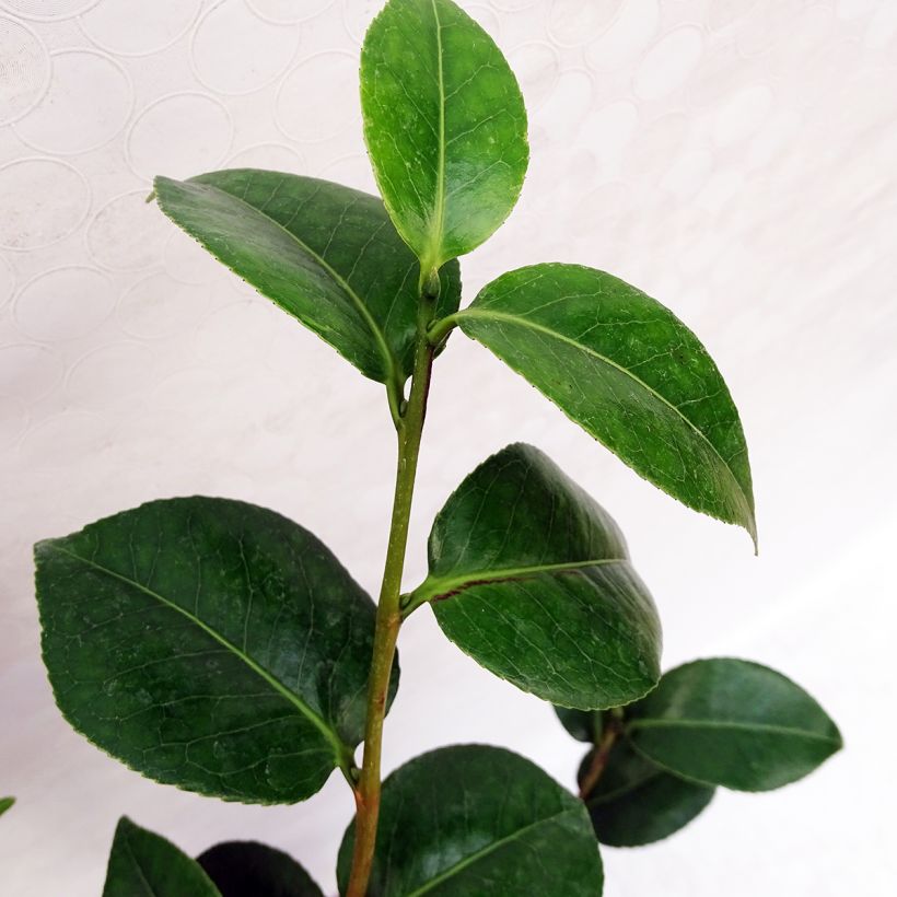 Camélia Virginia Robinson - Camellia japonica (Foliage)