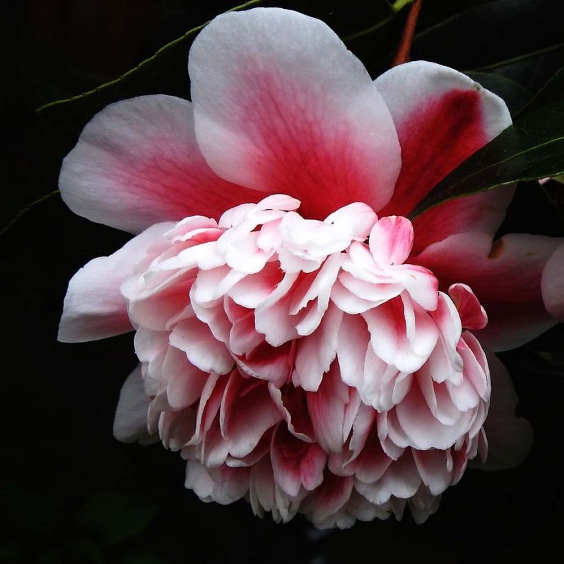 Camélia Volunteer - Camellia japonica (Flowering)