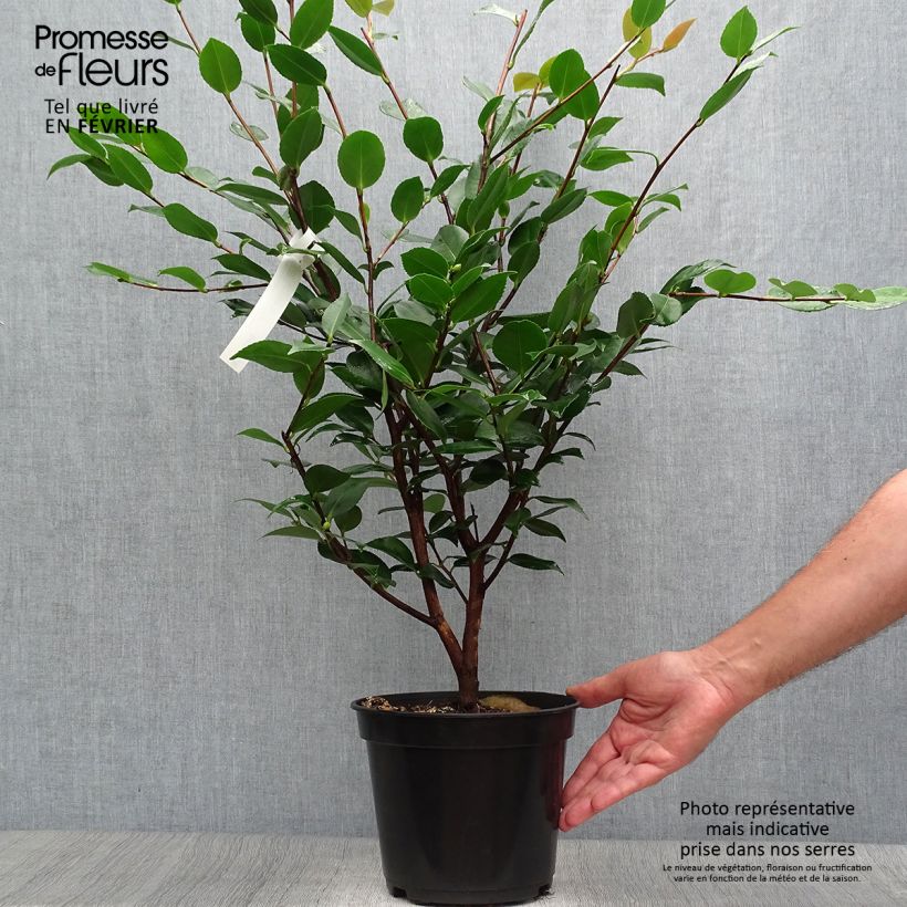 Example of Camélia champêtre - Camellia High Fragrance Pot de 3L/4L as you get in automne