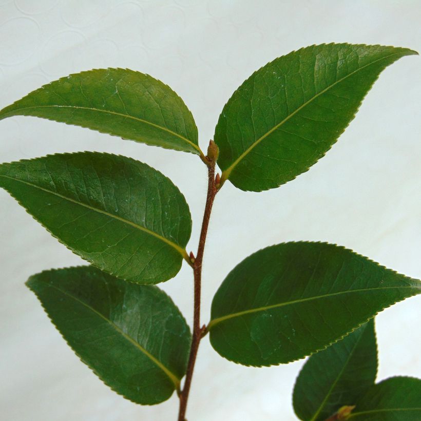 Camélia champêtre Sweet Jane (Foliage)