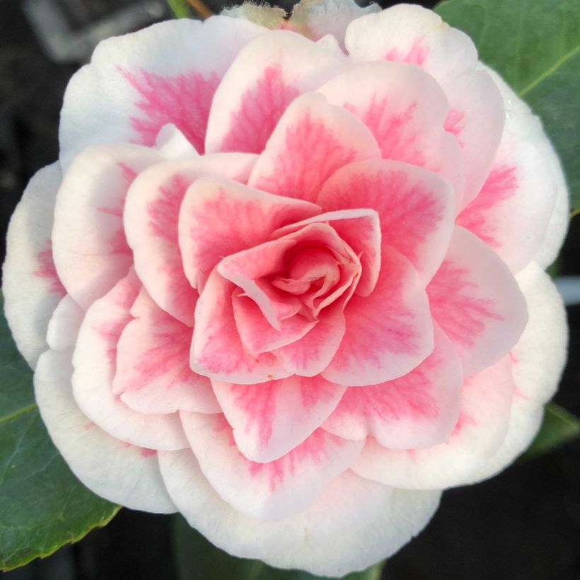 Camélia classique - Camellia Look Away (Flowering)
