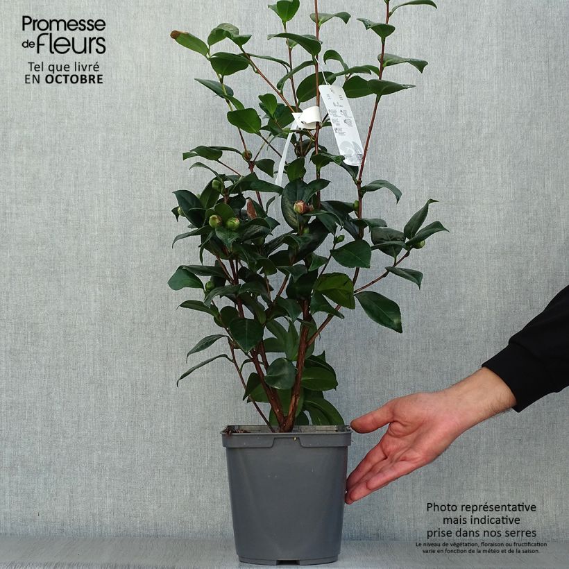 Example of Camélia classique - Camellia Nuccio's Jewel Pot de 3L/4L as you get in automne