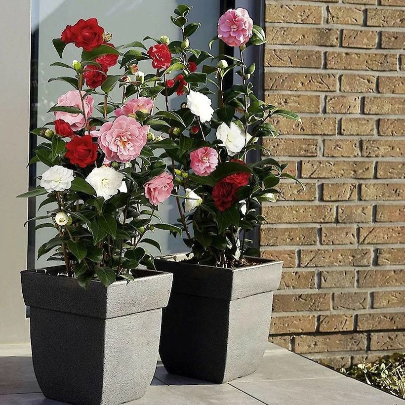Camélia du Japon - Camellia Three Sisters  (Plant habit)