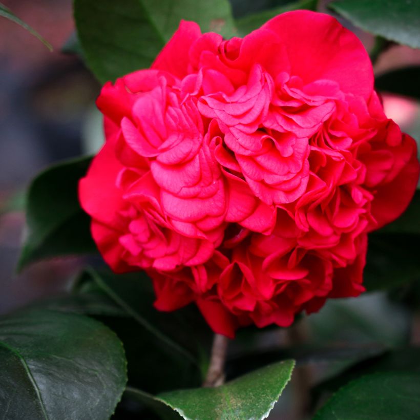 Camellia japonica Kramer's Supreme - Camélia du Japon (Flowering)