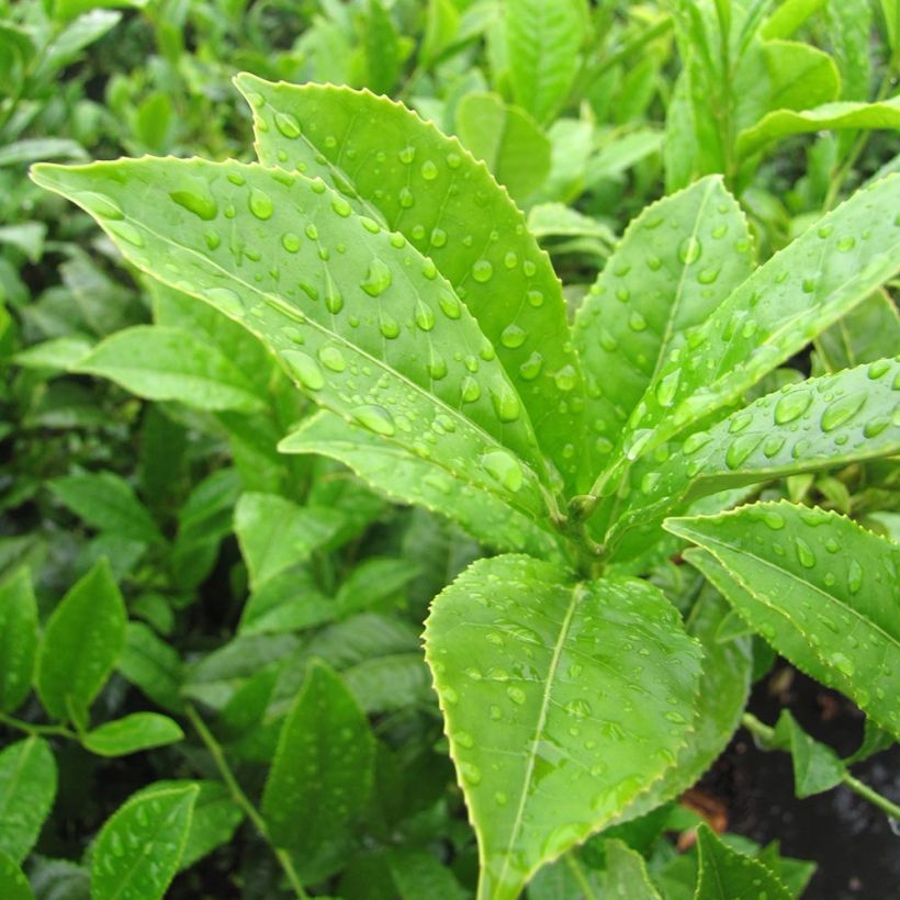 Camélia sinensis - Théier (Foliage)