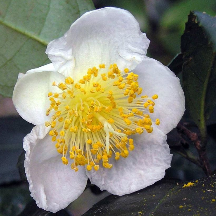 Camélia sinensis - Théier (Flowering)