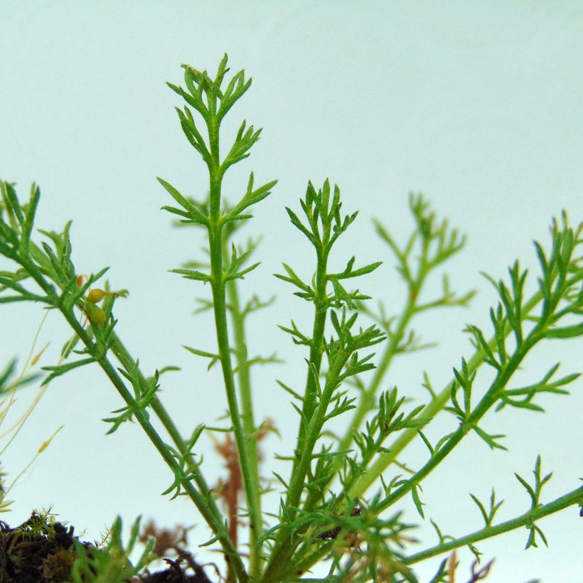 Camomille Romaine - Chamaemelum nobile Treneague (Foliage)