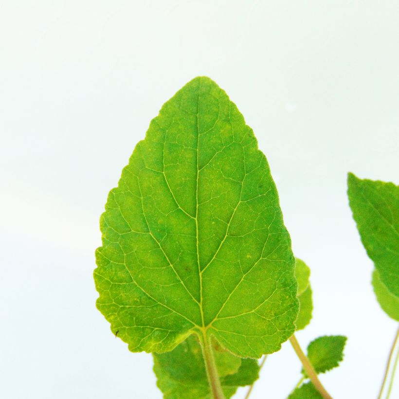 Campanula Wedding Bells  - Campanule double (Foliage)