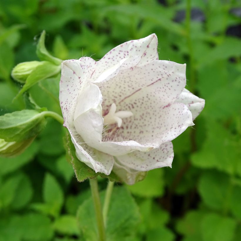 Campanula Wedding Bells  - Campanule double (Flowering)