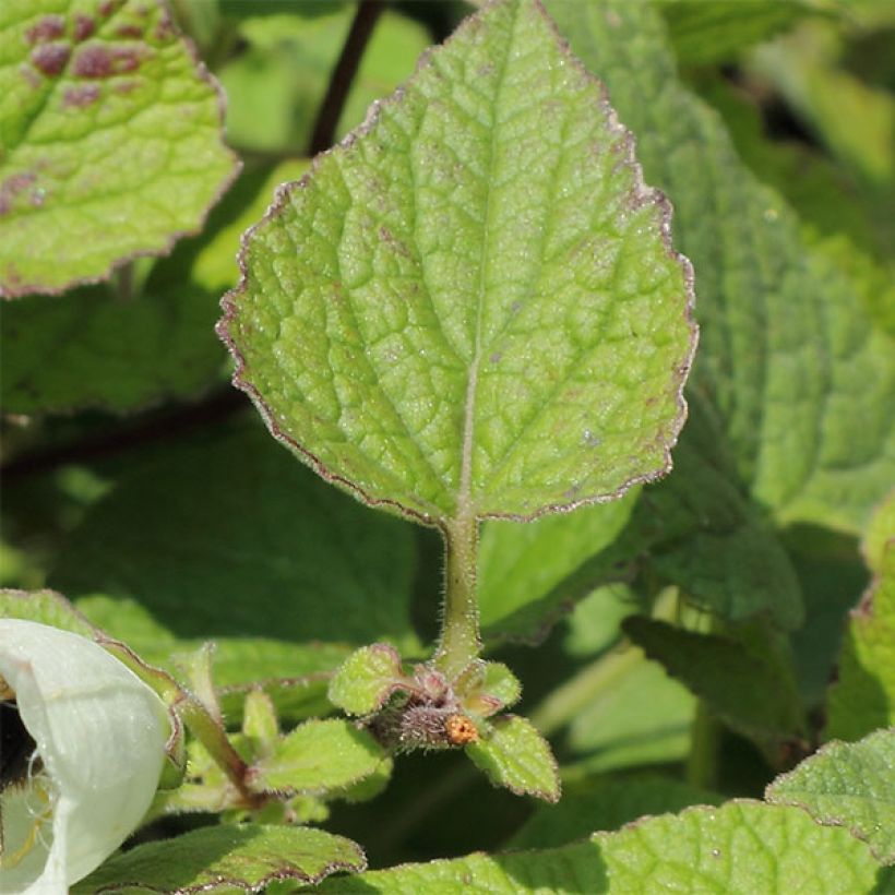 Campanule alliariifolia (Foliage)