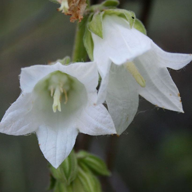 Campanule alliariifolia (Flowering)