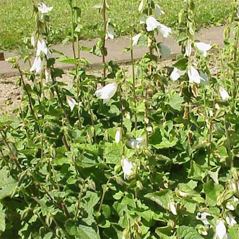 Campanule alliariifolia (Plant habit)