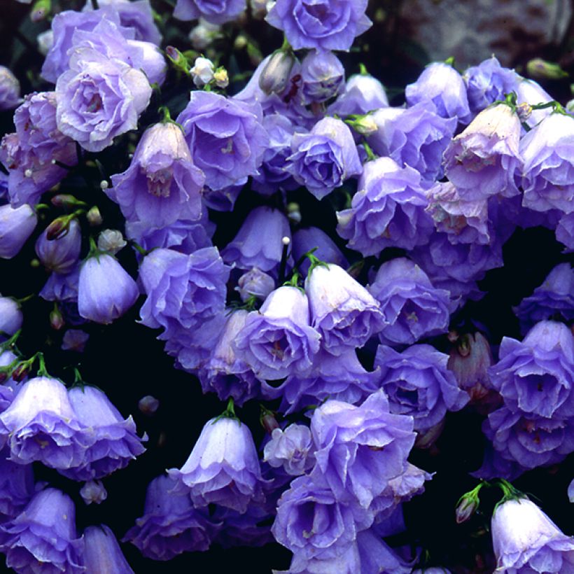 Campanule fluette - Campanula cochlearifolia Elizabeth Oliver (Flowering)
