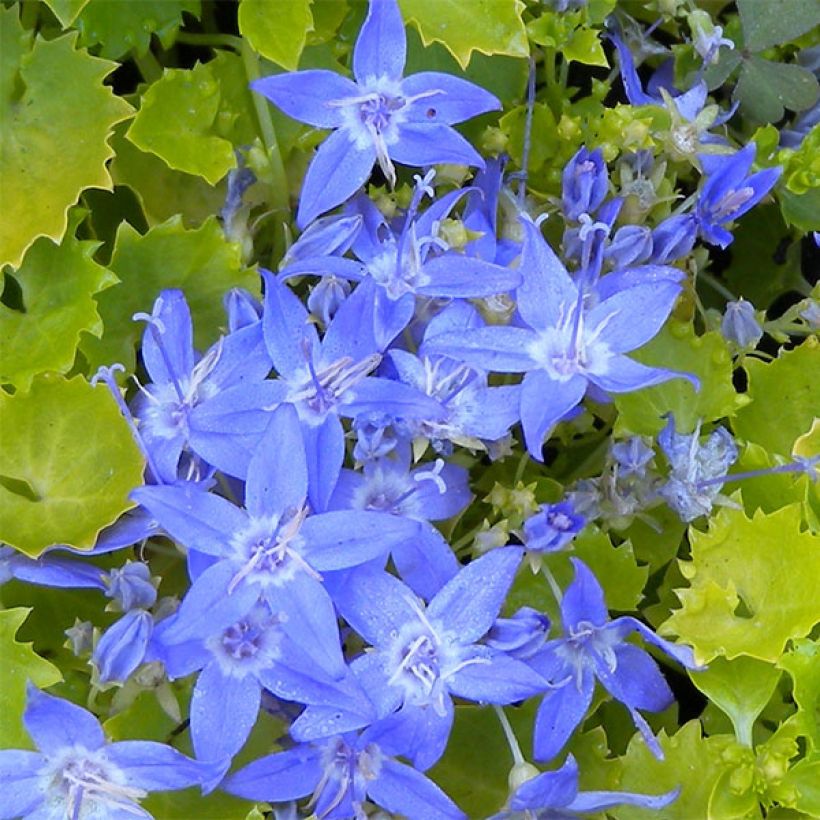 Campanula garganica Dickson s Gold - Campanule étoilée (Flowering)